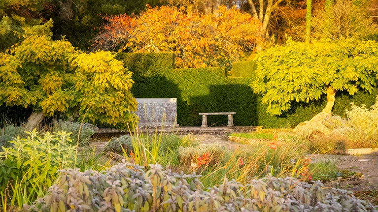 Autumn trees, flowers and plants in autumns golden light